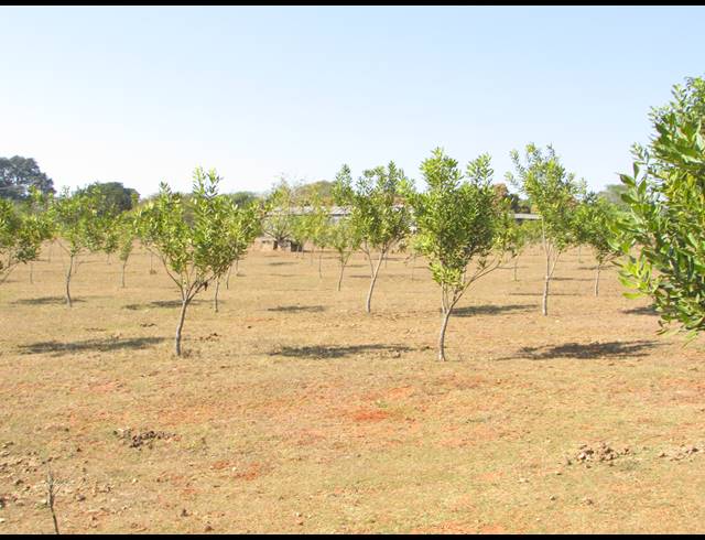 6HA SMALLHOLDING FOR SALE IN WHITE RIVER ESTATES